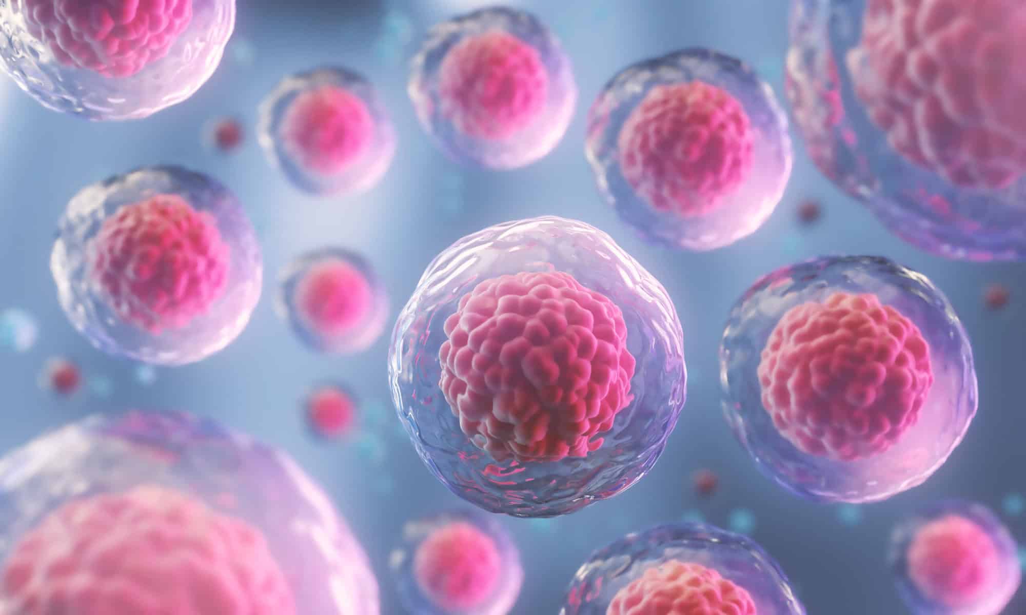 ¡Las células cancerosas, las hipótesis de contraer cáncer se definen antes de nacer!