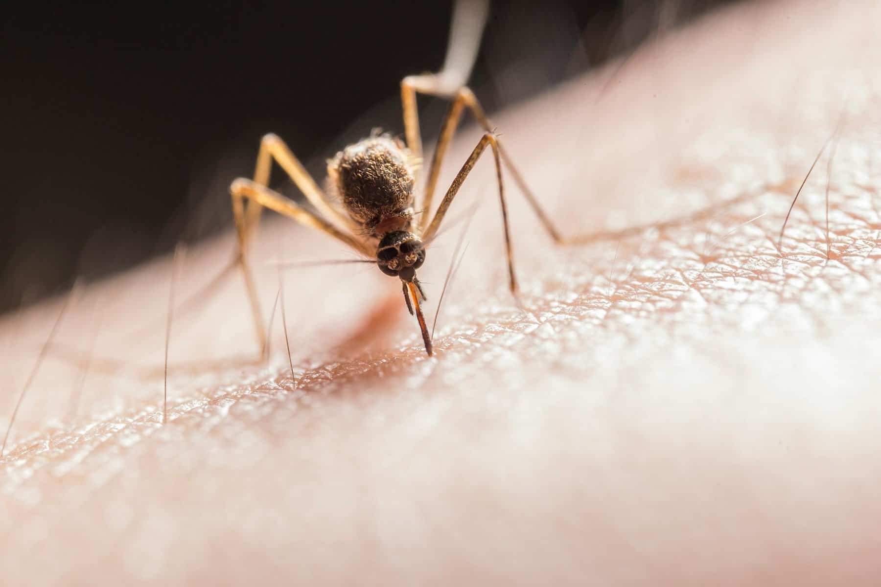 Los mosquitos pican más con algunos que otros. ¿Sabes por qué?