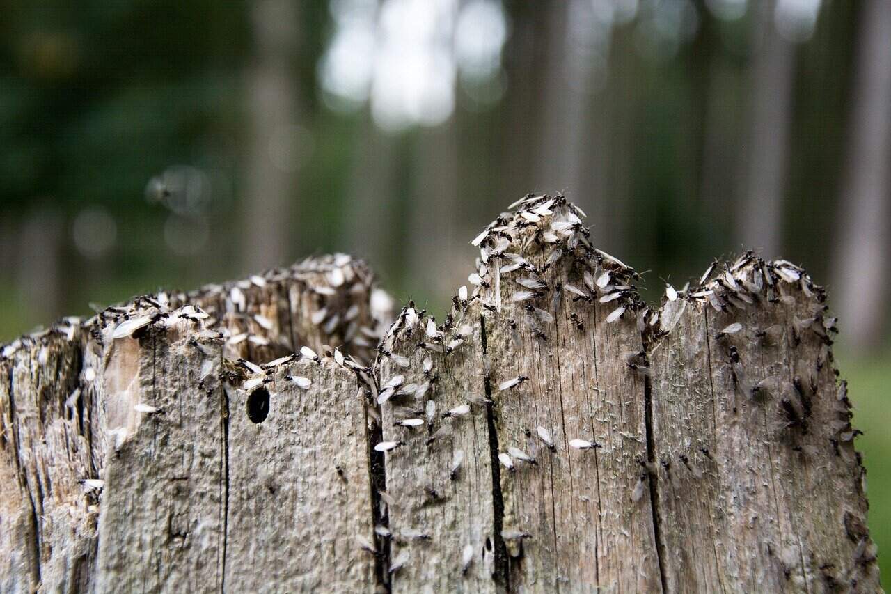Después de la primera lluvia apareció en todas partes. ¿Es peligroso?