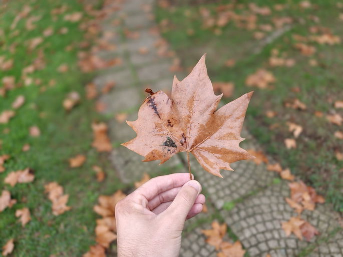 Capturado con el OPPO Find X9 Pro