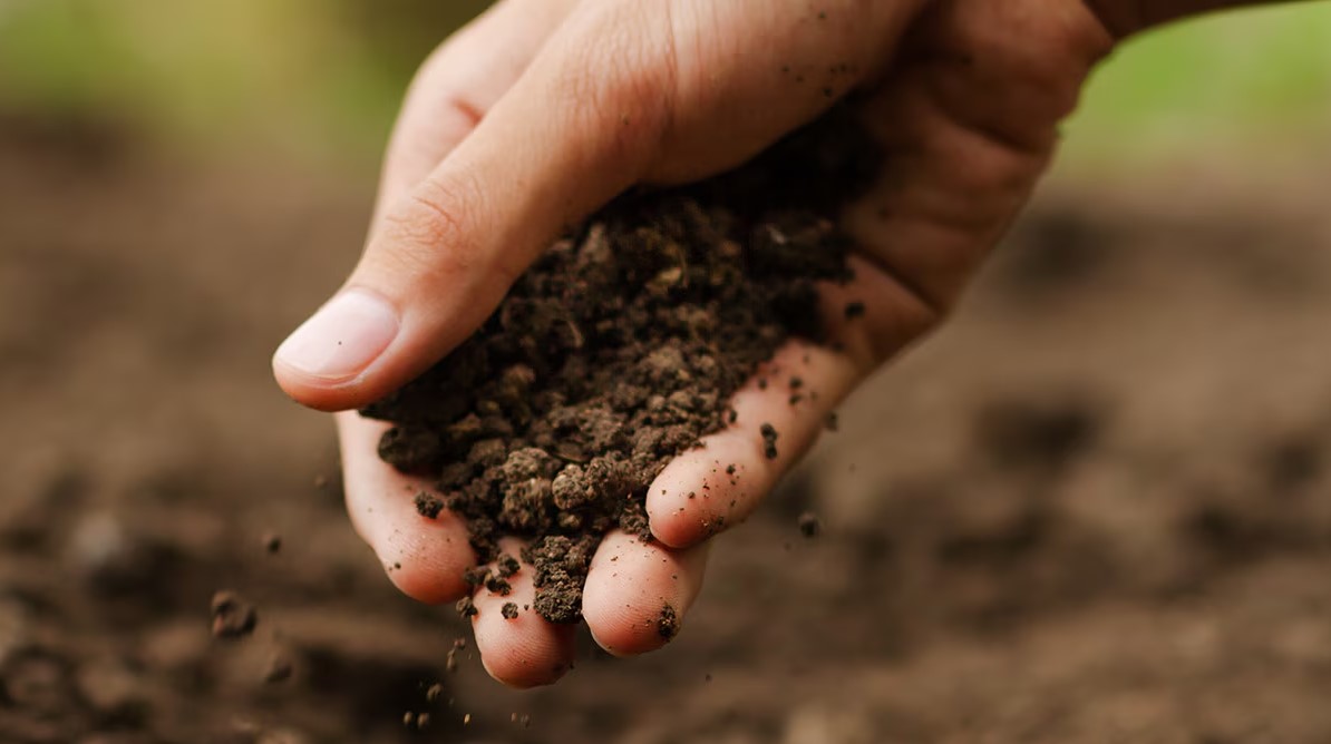 Transformación digital en el sector agrícola: Innovación y sostenibilidad