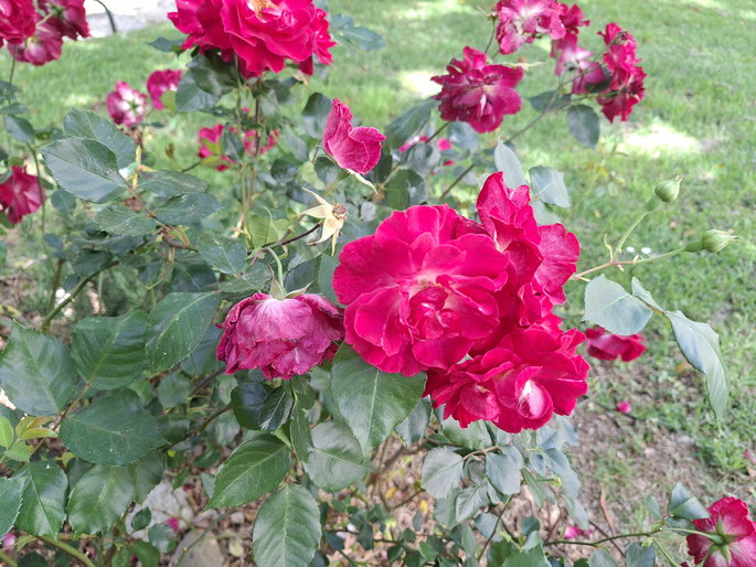foto de flores