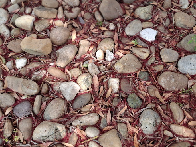 Foto del camino de piedra.
