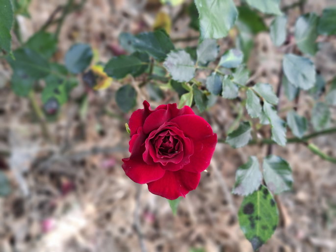 foto rosa