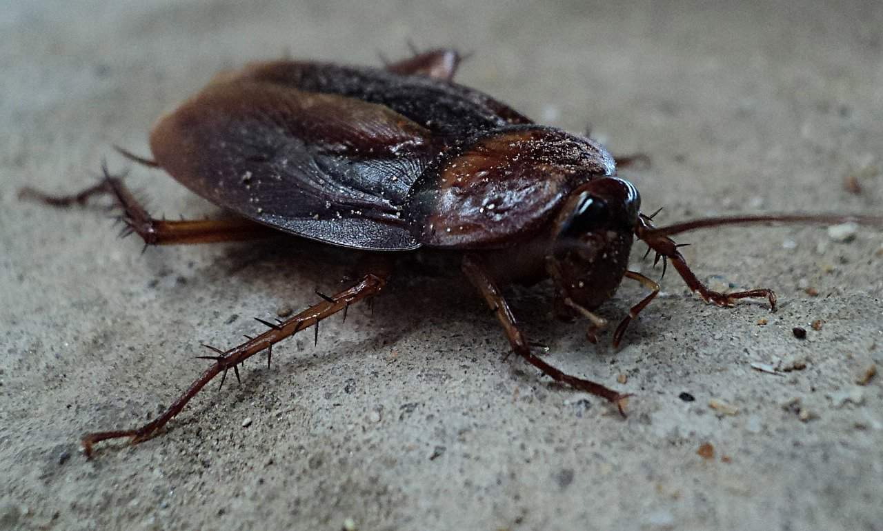 Este hábito en la cocina podría estar atrayendo cucarachas sin que te des cuenta