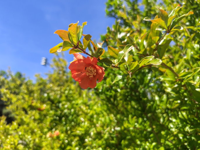 foto de flor roja