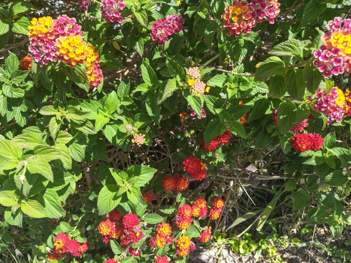 Imagen de flores de colores