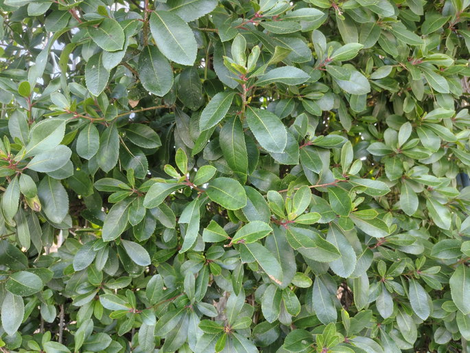 foto de arbusto
