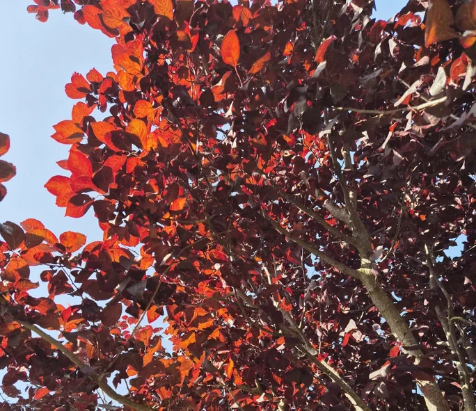 arbol rojo