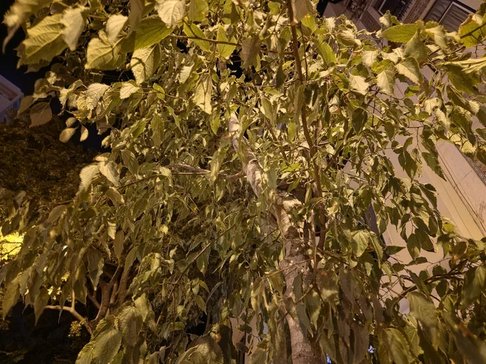 árbol en la noche