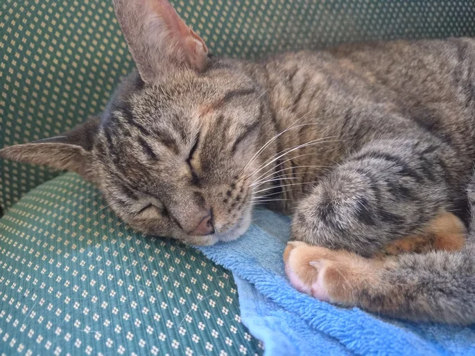 foto de gato