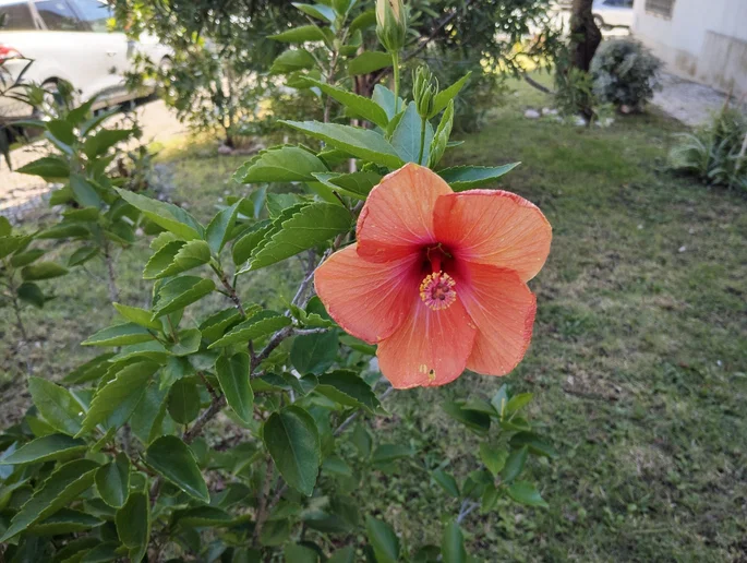 Foto de flor