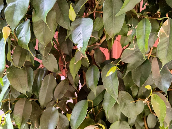Redmi Note 17 Pro foto de arbusto