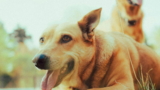 El error matemático que cometen todos los dueños de perros sin saberlo. Dice la ciencia