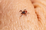 Existe un repelente natural de garrapatas que casi nadie conoce