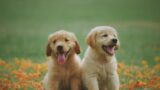 la aplicación "hecho en portugal" Lo que necesitas saber si quieres adoptar animales