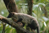 El café más caro proviene de la caca de un animal, pero ¿es realmente especial?