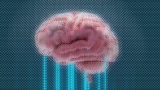 Los científicos están creando computadoras de carne con células humanas