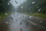 ¿Has oído hablar de la lluvia de animales? Entonces tienes que saber esto