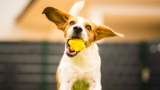 Desde GPS hasta el lanzador de pelota: 6 dispositivos que cambiarán la vida de su perro