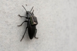 Increíble pero real: Scarab-Tibarguar puede salvar vidas