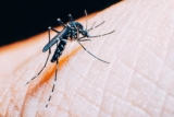 Alerta global: quién teme una nueva epidemia y Portugal no es inmune