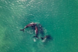 Las orcas están ofreciendo comida a los humanos. Después de todo, ¿qué está pasando?