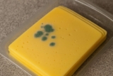 El queso en rodajas de supermercado ya no dura y hay una razón oculta